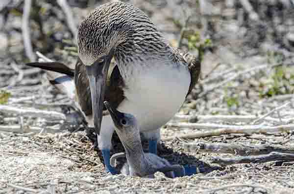 Piquero de Patas Azules - isla Seymour Norte - islas Galápagos - Ecuador 6.jpg
